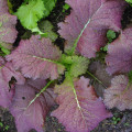 Horčica červená Red - Brassica juncea - semená - 300 ks