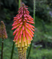 Kleopatrina ihla - Kniphofia - semená - 4 ks