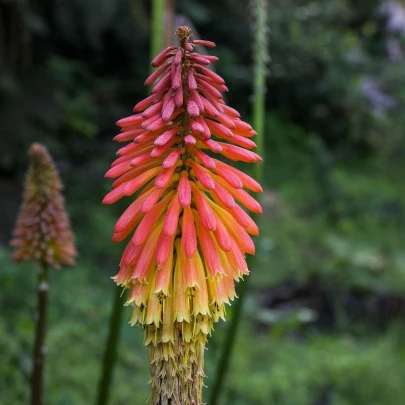 Kleopatrina ihla - Kniphofia - semená - 4 ks