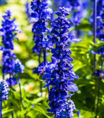 Šalvia modrá Strata - Salvia farinacea - semená - 20 ks