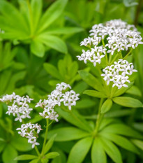 Lipkavec marinkový - Galium odoratum - semená - 10 ks