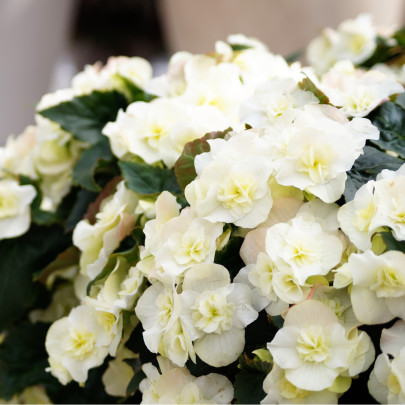 Begónia Cascade Biela - Begonia Cascade - cibuľoviny - 2 ks