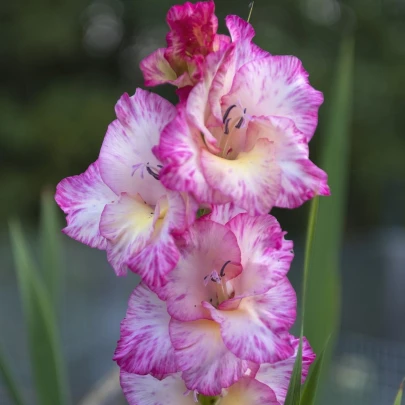 Gladiola My Love - Gladiolus - cibuľoviny - 3 ks