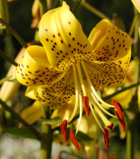 Ľalia zlatohlavá Guinea Gold - Lilium - cibuľoviny - 1 ks