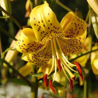 Ľalia zlatohlavá Guinea Gold - Lilium - cibuľoviny - 1 ks