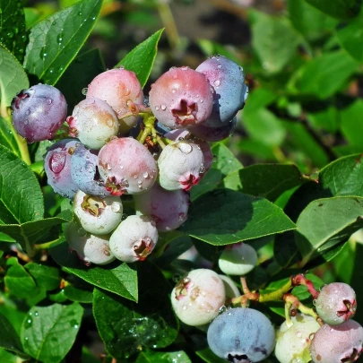 Čučoriedka americká modrá - Vaccinium corymbosum - voľnokorenné sadenice čučoriedky - 1 ks