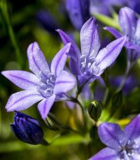 Brodia Queen Fabiola - Brodiaea laxa - cibuľoviny - 3 ks