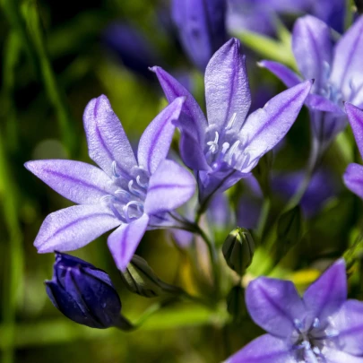 Brodia Queen Fabiola - Brodiaea laxa - cibuľoviny - 3 ks