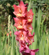 Gladiola Indian Summer - Glaidolus - cibuľoviny - 3 ks