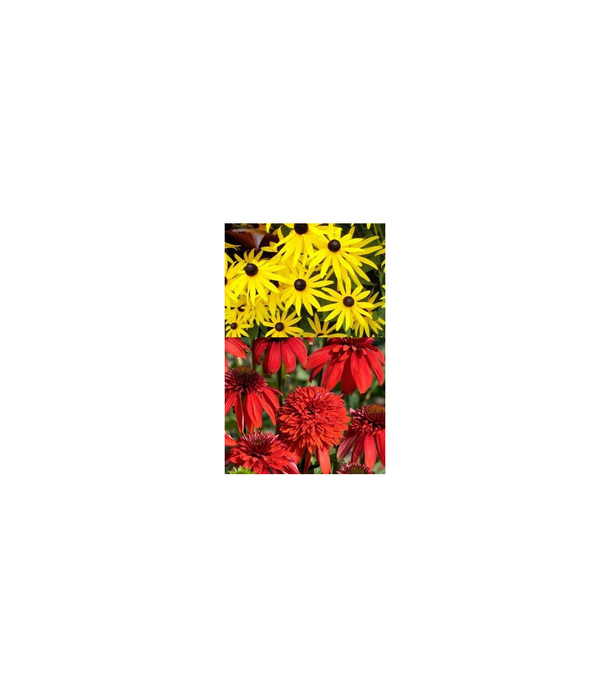 Letničky směs - zahradní sen od žluté do červené - 0,9 g