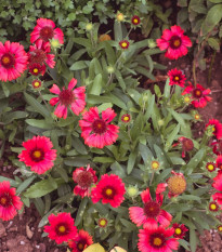 Kokarda Arizona Red Shades - Gaillardia aristata - semená - 10 ks