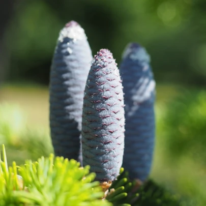 Jedľa Pindrow - Abies Pindrow - semená - 8 ks