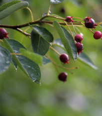 Muchovník kanadský - Amelanchier canadensis - semená - 10 ks