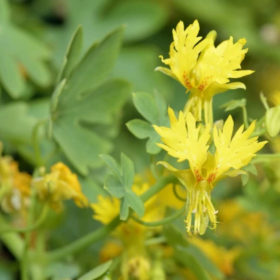 Kapucínka popínavá sťahovavá - Tropaeolum peregrinum - semená - 15 ks