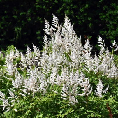 Astilba arendsová biela - Astilbe arendsii - semená - 8 ks