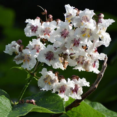 Katalpa Fargesova - Catalpa fargesii - semená - 8 ks