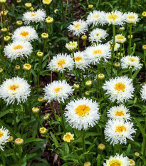 Sedmokráska stredne plnokvetá biela - Bellis perennis - semená - 0,1 g