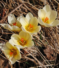 Krókus Ochroleucus - Crocus ochroleucus - cibuľoviny - 3 ks