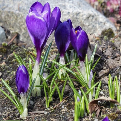 Krókus Tomasiniho Whitewell Purple - Crocus tommasinianus - cibuľoviny - 3 ks