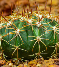 Echinokaktus Grusonov - Zlatá guľa - Echinocactus grusonii - semená - 8 ks