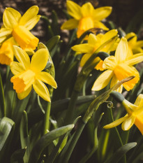 Narcis Baby Moon - Narcissus jonquilla - cibuľoviny - 3 ks