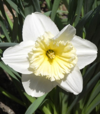 Narcis Mount hood - Narcissus Trumpet - cibuľoviny - 3 ks