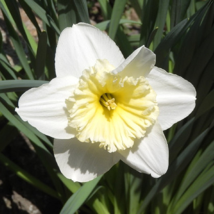 Narcis Mount hood - Narcissus Trumpet - cibuľoviny - 3 ks