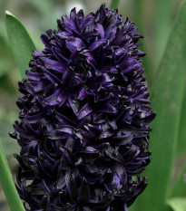 Hyacint Dark Dimension - Hyacinthus - cibuľoviny - 1 ks