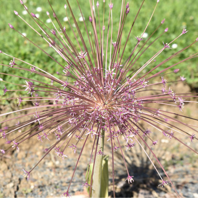 Cesnak Schubertii - Allium Schubertii - cibuľoviny - 3 ks