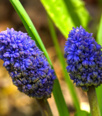 Modrica Blue Spike - Muscari aucheri - cibuľoviny - 5 ks