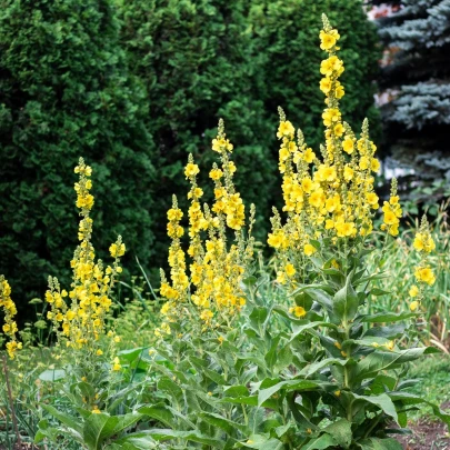 BIO Divozel veľkokvetý - Verbascum densiflorum - bio semená - 300 ks