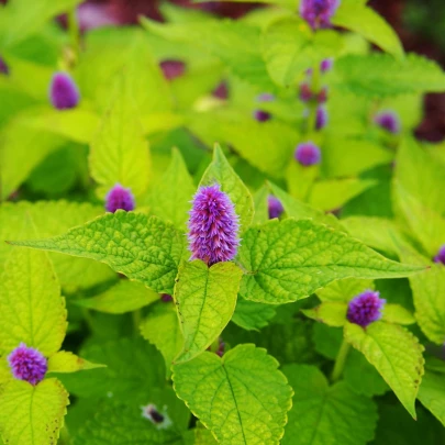 BIO Agastache feniklová - Agastache foeniculum - bio semená - 100 ks