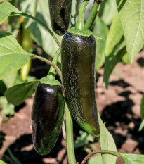 Paprika Black Knight F1 - Capsicum annuum - semená - 7 ks