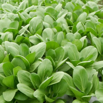 Pak Choi Atari F1 - Brassica rapa chinensis - semená - 50 ks