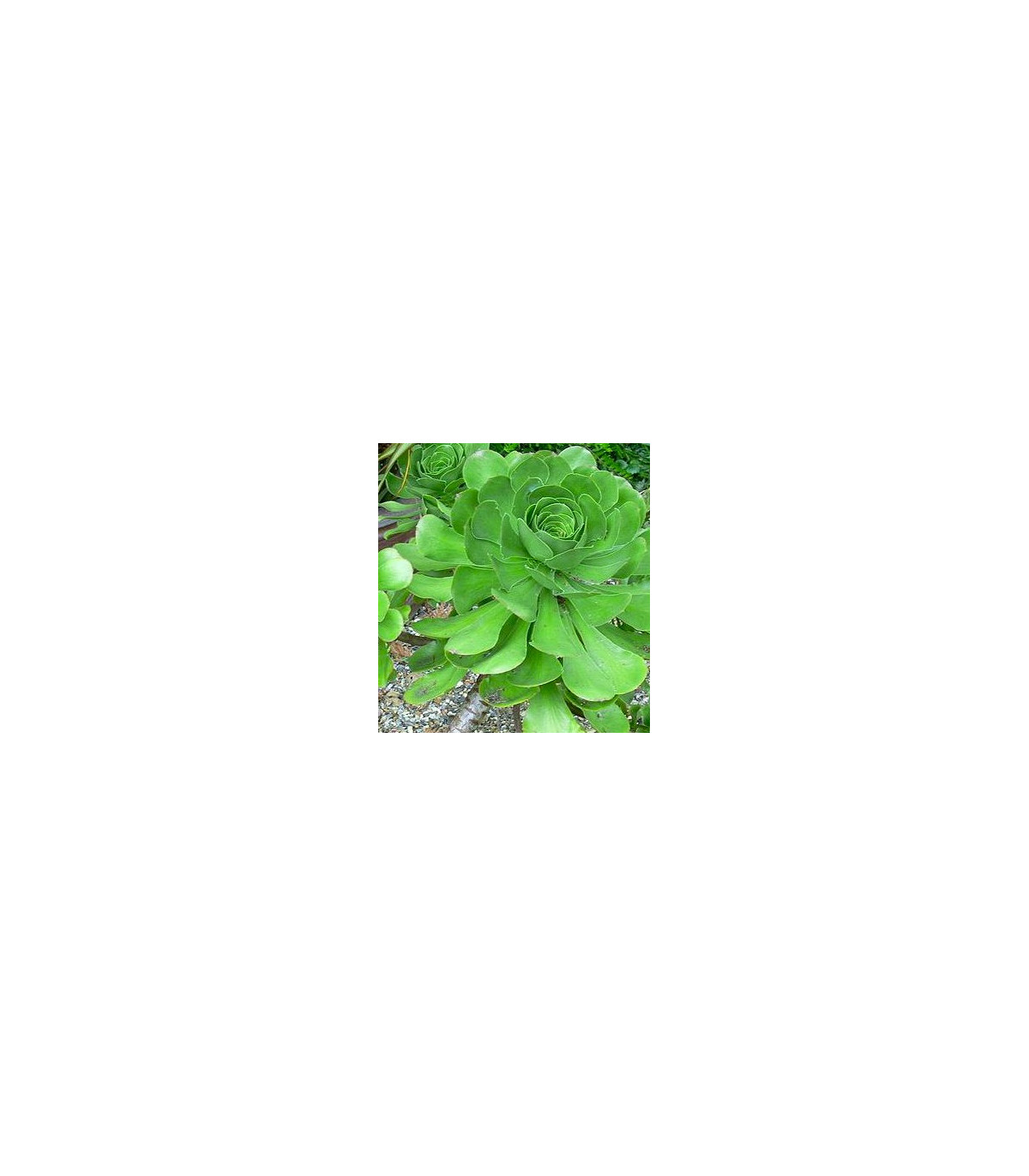 Ružicovica - Aeonium ciliatum - semená - 10 ks