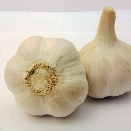 Sadbový cesnak Havel - Allium sativum - paličiak - cibule cesnaku - 1 balenie