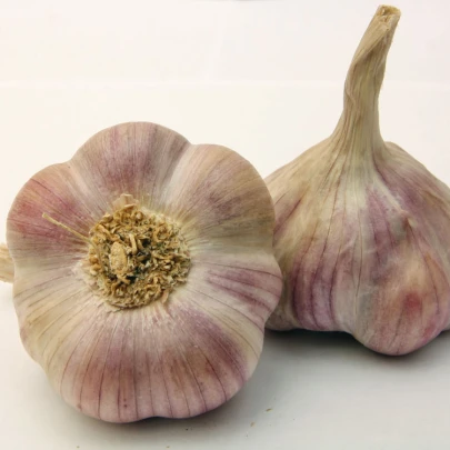 Sadbový cesnak Anton - Allium sativum - nepaličiak - cibule cesnaku - 1 balenie