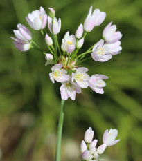 Cesnak ružový - Allium roseum - cibuľoviny - 3 ks