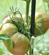 BIO Paradajky Ananas Noire - Solanum lycopersicum - bio semená - 6 ks