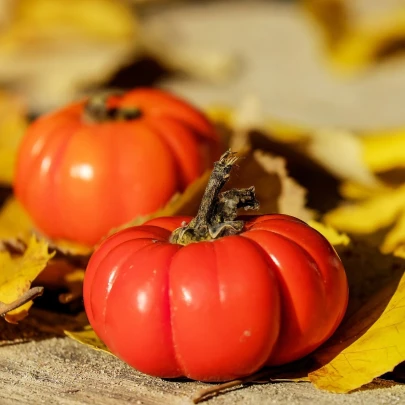 Paradajky Brutus - Solanum lycopersicum - semená - 7 ks