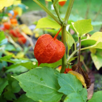 Machovka židovská - Physalis alkekengi - semená - 30 ks