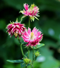 Orlíček Nora Barlow - Aquilegia vulgaris - semená - 30 ks