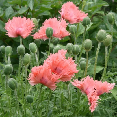 Mak siaty Rose Feathers - Papaver somniferum - semená - 200 ks