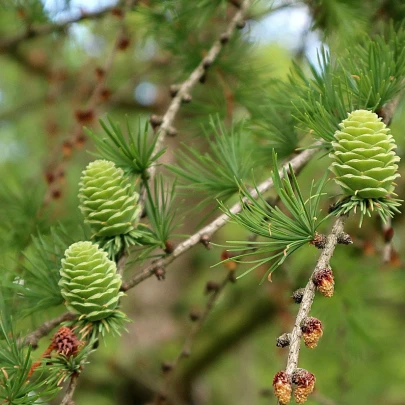 Smrekovec opadavý - Larix decidua - semená - 10 ks