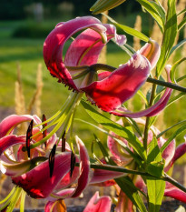 Ľalia Black Beauty - Lilium x hybridum - cibuľoviny - 1 ks