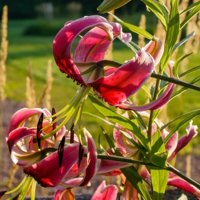 Ľalia Black Beauty - Lilium x hybridum - cibuľoviny - 1 ks