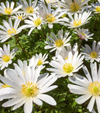 Sasanka vábna White Splendour - Anemone blanda - cibuľoviny - 3 ks