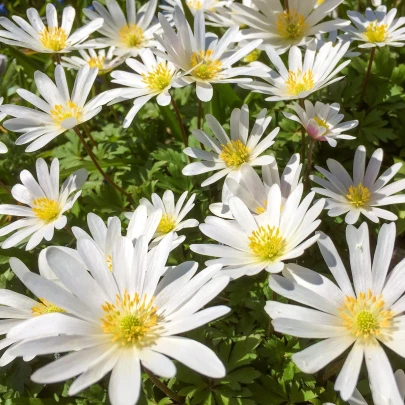 Sasanka vábna White Splendour - Anemone blanda - cibuľoviny - 3 ks