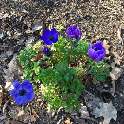 Sasanka Mr. Fokker - Anemone coronaria - cibuľoviny - 3 ks