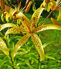 Ľalia Yellow Tiger - Lilium lancifolium - cibuľoviny - 1 ks